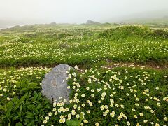 裾合平手前はチングルマの海