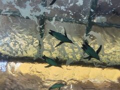 宮島水族館のペンギン。