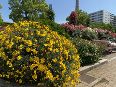 マリンタワーとバラの見える風景。空の広がりを感じます。