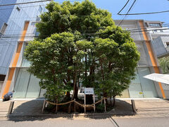 何百年もしたらまた大楠として育っていくのでしょうね