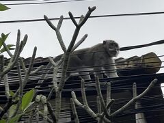 6:00にカーチャーターバリケンケンツアーさんにお願いしていたので、チェックアウトをして、ウブドへ出発しました。
早朝はまだ車とバイクが少なく渋滞はありませんでした。Blend Cafe Ubudは7:30～だったためウブドに着くのが早すぎました。
リスや猿が電線の上にいました。
ガイドさんがモンキーフォレストから抜け出して来てるんじゃないかな？って言っていました。