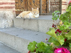 旅行7日目スタート！
モスクに入ろうと思っていましたが、閉まっていました。
猫ちゃんが門番。