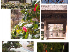 「極楽寺」は、早春のお花がひっそり咲いていました(#^^#)