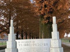 高ぶっていた心を落ち着けに、少し寄り道する事に致しました。

3年程前に新緑の頃に訪れた、マキノのメタセコイヤ並木の紅葉に来ました。

＊きょうと魅力再発見旅プロジェクトの旅　Ver.1（マキノ　メタセコイヤ並木から京都市内へ　1日目）↓
https://4travel.jp/travelogue/11771133