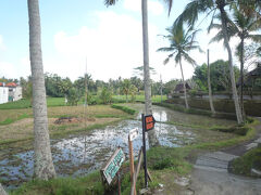ウブドらしい田園景色が見えてきました。