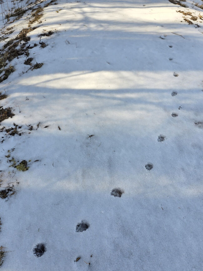 かわいい足あとだれのかな？