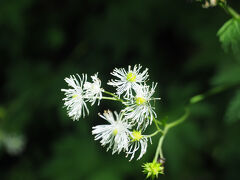 カラマツソウ。