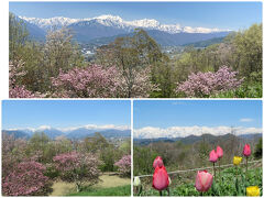 北アルプスと花達の共演です♪