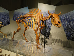 ハナイズミモリウシ 全身骨格 岩手県立博物館所蔵
ハナイズミモリウシは、前沢牛のようなウシではなく、バイソンと呼ばれる動物です。