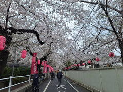 ちょっと写真の枚数が少なめなのでおまけで。
あまりお天気が良くないけど、桜の季節にソメイヨシノの故郷をお散歩。
染井通りの一帯は植木屋が集まって住んでいた地域で、ここでソメイヨシノが生まれました。
