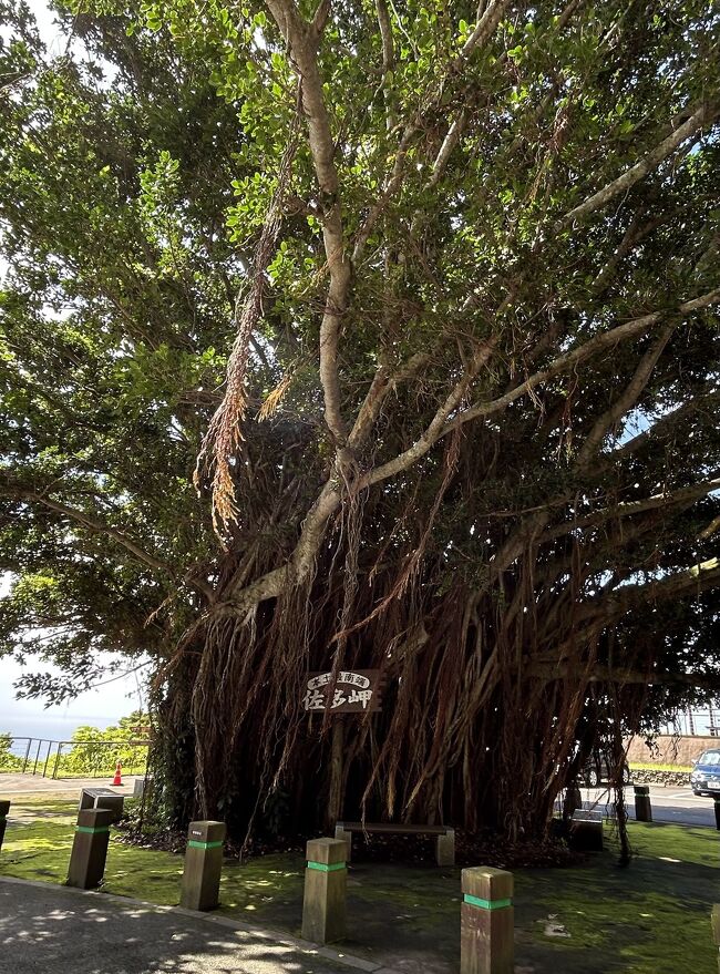 ガジュマルの木<br />なんて大きいんでしょう….！