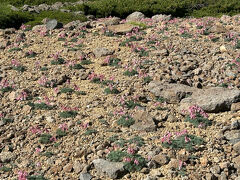 富士見岳のコマクサ群生地