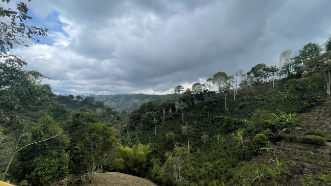 ということで数あるコーヒーファームの中からLas Acacias Coffee Farmという家族経営のファームに行きました。<br />片道３キロ、小一時間歩きましたが、いい景色が見れ、そして緑の中でマイナスイオンを浴び放題、からの道ですれ違うローカルの人々が明るく挨拶をしてくれ、犬が道案内をしくれたり、楽しい時間でした（乗馬で行く方法もあるそう）。<br /><br />着いたらちょうど今英語ツアー（英語とスペイン語で交互にツアーをしている）始まったよ！と言われ走って追いつきました。<br />ニュージーランドから来たイギリス人カップルと３人でツアー。