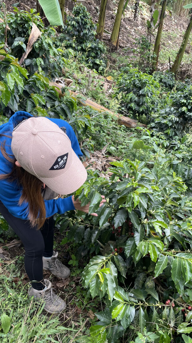 コーヒーの木って背が低くて、茶摘み体験をしている気分になりました（したことないけど）。<br />コーヒーは標高の高さと寒暖差が大きいほど味わいが深いものになるそう。だからここは適しているわけです。<br />コーヒーの収穫は手作業で腰を曲げて、腰につけたカゴに実を入れていくのですが、慣れはなかなかしんどい。そしてコーヒーの実一粒から取れるコーヒーはものすごく少ない。割に合わない労働だそう。だからGeisyaなどブランド化して売ったりするそう。<br />コーヒー好きとしては収穫してくれる人に本当に感謝です。。。色々と知れて良かった。