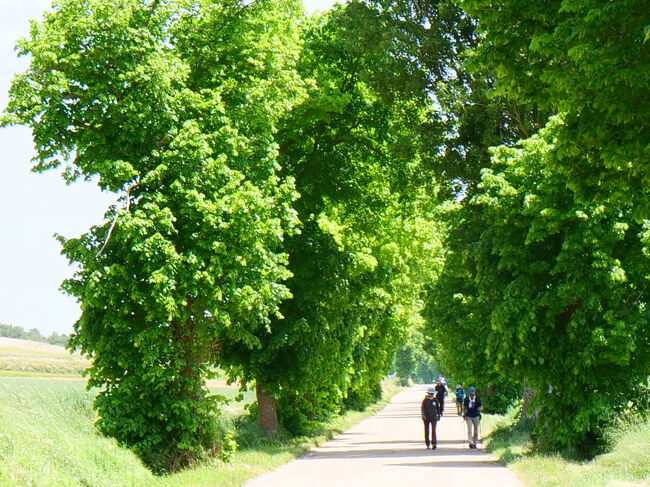 巨大な樹木のため巡礼者が小人の如く