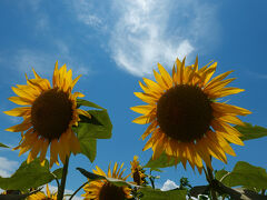 見頃を迎えていました。