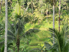 50分ほど山道を走ってライステラスへ
ホントはジャティルイに行きたかったんだが、最近の大雨で主要道路が壊れたそうで時間が読めないといわれて諦めました。