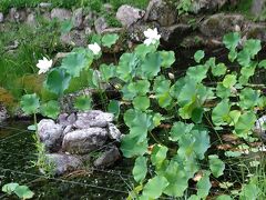 季節の花を楽しむことのできるお寺ですが、暑過ぎた。蓮が寂しく咲いていました。とはいえ、境内が広々として素敵なお寺でした。花が咲くのもいいけど緑が青々しているのは力強くてよかった。
