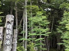 車で40分白駒の池
お天気が怪しい夕方だからか
駐車場600円もすぐ入れました。