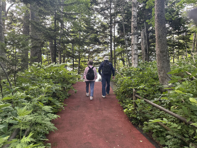 小さい島ですが森がある。