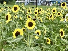 バレンタイン
やや低めの品種