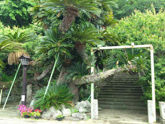 一筋裏の大ソテツ通りには、川崎屋にあった大ソテツが移植されています。
界隈には川崎屋助右衛門/半田五右衛門/伊藤謀等の貿易商が軒を並べて、平戸一番の賑わいを見せていた所でした。