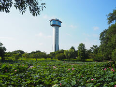 古代蓮の里［古代蓮池］
ココからも行田タワーが見られます