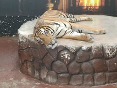 おー。結構大きいトラさんです。