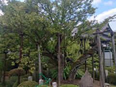 金剛寺の青梅。この梅は季節が過ぎても黄熟せず、落実まで青く「青梅」と称せられ、青梅市の名称もこれにより付けられたという、青梅の原点なのだそうです。