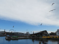 ヘルシンキ市内を毎日、周遊しております。
いつもどこかが閉まってるので、同じ場所をぐるぐると。
でもトラムがある＆快適な気候なので、歩き疲れません。