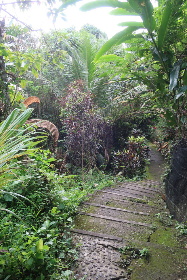 階段をグングン降りますよ<br />遺跡への道がこんなに美しいなんて♪