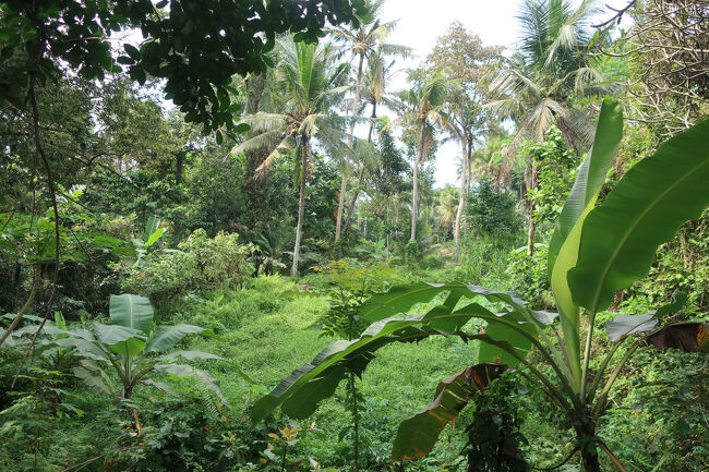 でも景色が素晴らしくって、ほんとに素敵な参道