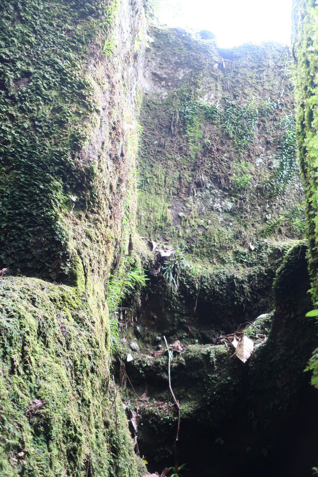 頬ずりしたくなる美しさ