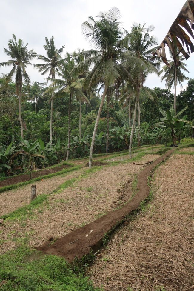 ついでにこの棚田が緑なら最高だったな