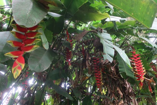 この花、ウナズキヘリコニア　といふらしい<br />なかなか味のある名前じゃないか