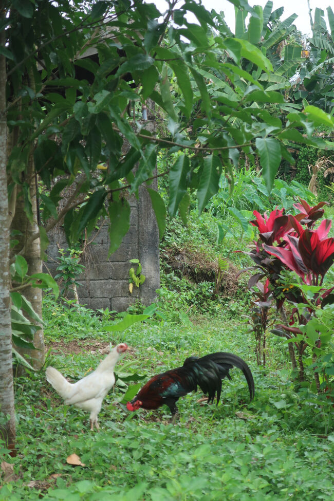 鶏が走り回って、なんとも素敵な場所
