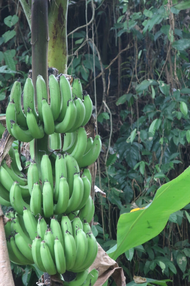 お、バナナも生ってる
