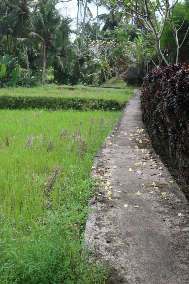 帰りは田んぼ側の道で帰ります<br /><br />プルメリアが散華してる<br />踏まないように行きましょう