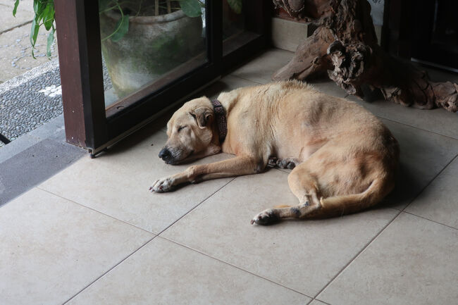 この後、もうひとつ予定していた遺跡は、セレモニー中で一般人は入れず。<br />6時間チャーターを4時間半で終え、ウブドに到着しました<br /><br /><br />ちなみにいずれの遺跡もお手洗いがありましたし、殆どのコンビニでトイレが借りられ、トイレに困らない国でした。<br />バリ島では、驚くほど旅の高齢者を見なかったのですが、高齢者でも旅し易い国なのに何故でしょう。<br />年間を通じて最高気温30度前後なんて、今の日本からしたら楽園だし。<br /><br />しかしうちの両親も、飛行機が大変、お腹壊すし、もう行きたくないと言っておりました、、