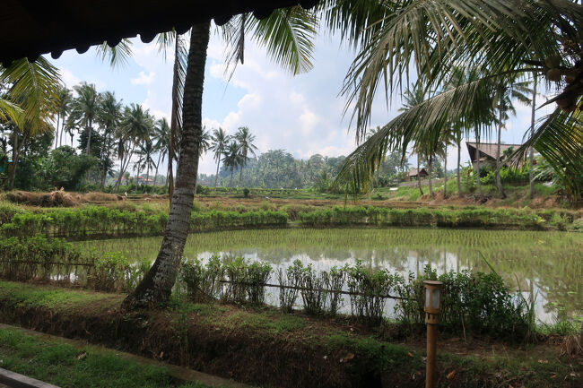 空いてるおかげでこの上なく落ち着くし、<br />青い鳥を観察して、楽しい時間を過ごした