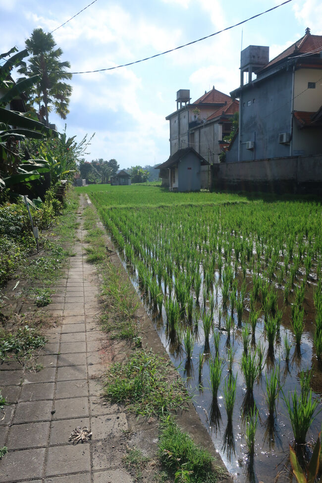 良い宿選んだなー