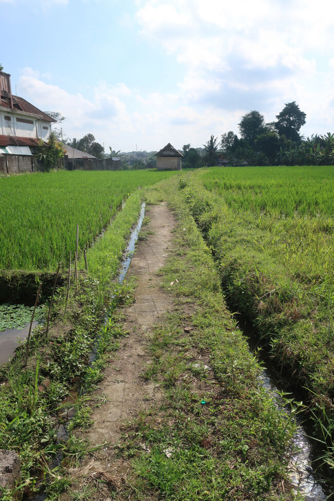 夏休みのピークで、ウブドの宿は既に殆ど埋まり（ツインの部屋がそもそも少ない。ダブルルームならいっぱいある）、選択肢は2択くらいしか無かったのに、こんないい宿に当たるとは。