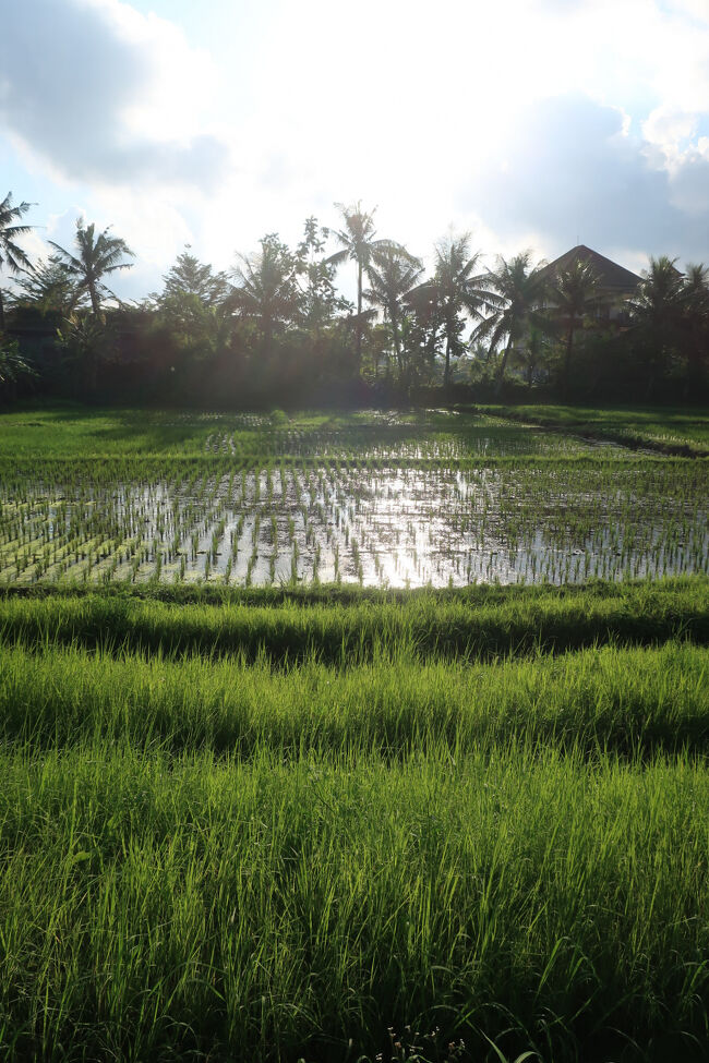 宿の入り口の田んぼ<br />ここに帰って来ると「ただいま」という気持ちになり和みました
