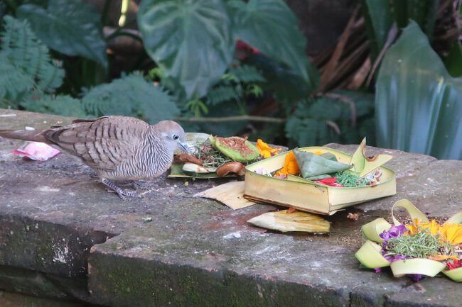 わたしたちも、ケチャの前に夕食を食べておきましょう