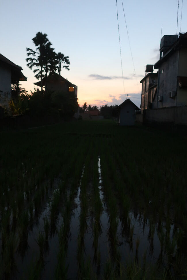 食べている内に日が暮れてしまった<br /><br />ウブドでも、田んぼに映る夕焼けを見ようと思っていたのに、3泊あるからねと油断し、一度も見られず