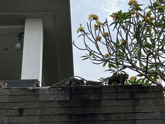 おはようございます
バリ2日目
物音がして目を覚ましました
お猿さんファミリーお散歩中