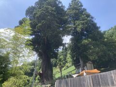 お店の前には大きな箒杉。