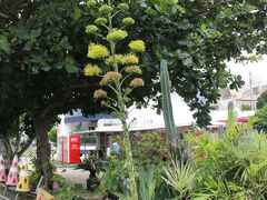 次は“奥武島”（おうじま）へやって来ました。
沖縄風の天ぷらで有名ですが、今まで訪れた事が無かったのでした。
写真は（たぶん…）リュウゼツランかな？花が咲いているなんて珍しい！！