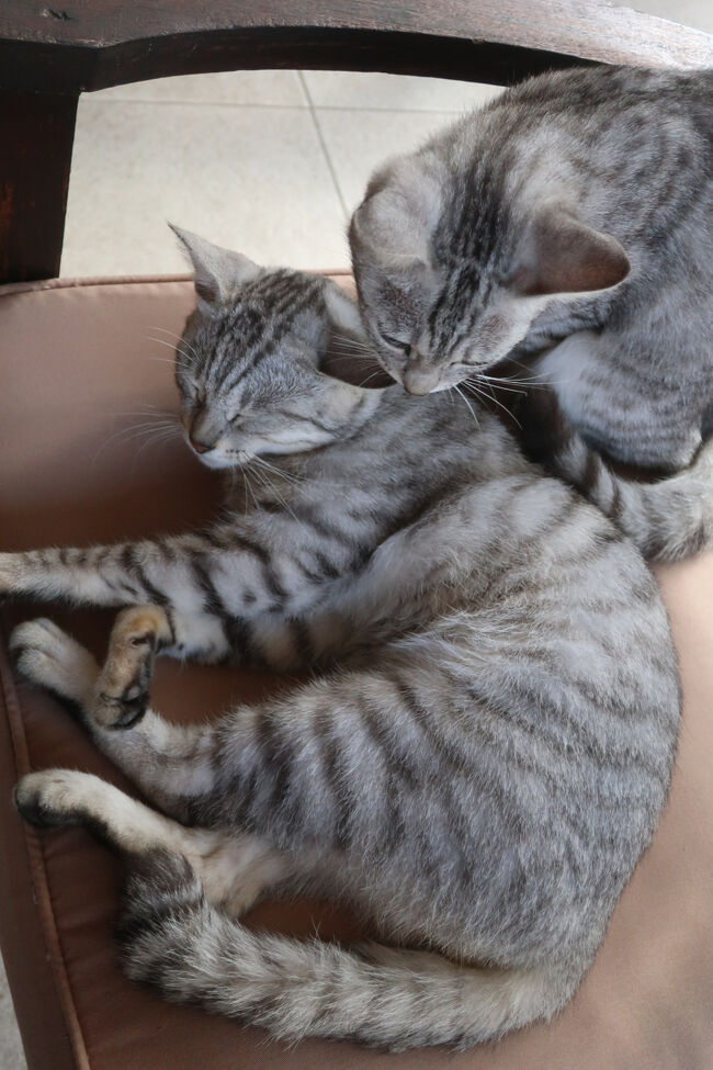 食堂の椅子がお気に入りで