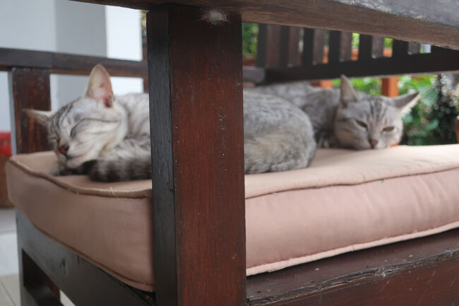 もうたまりません<br /><br />猫ズから離れられず、何もできなくなる宿